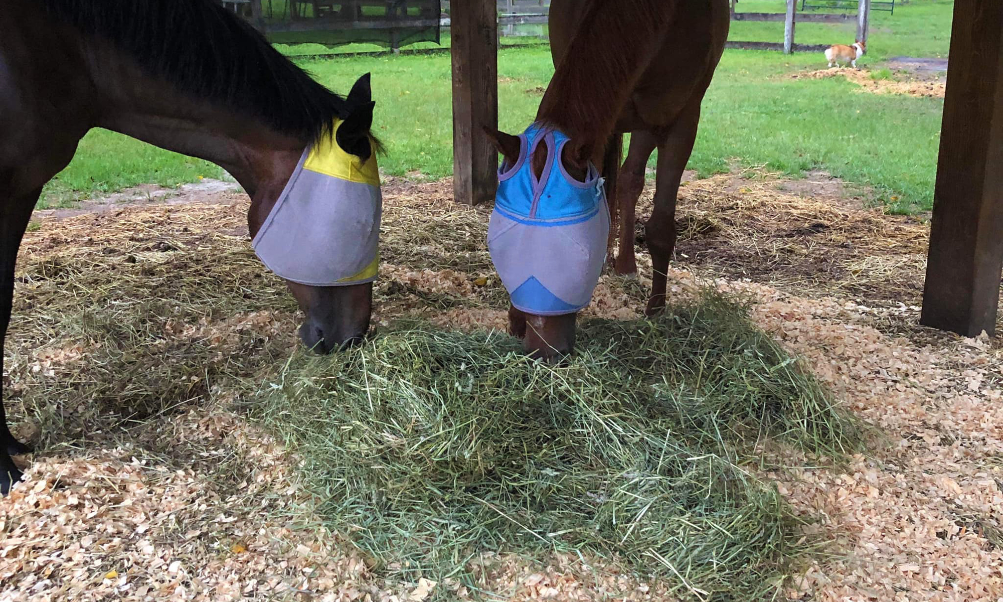 Two horses eating hay